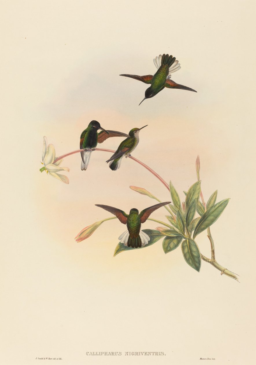 Callipharus nigriventris (mustavatsainen kolibri) tekijältä John Gould and W. Hart