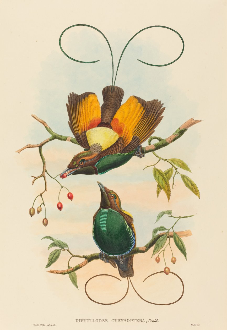 Diphyllodes chrysoptera (Magnificent Bird of Paradise) tekijältä John Gould and W. Hart