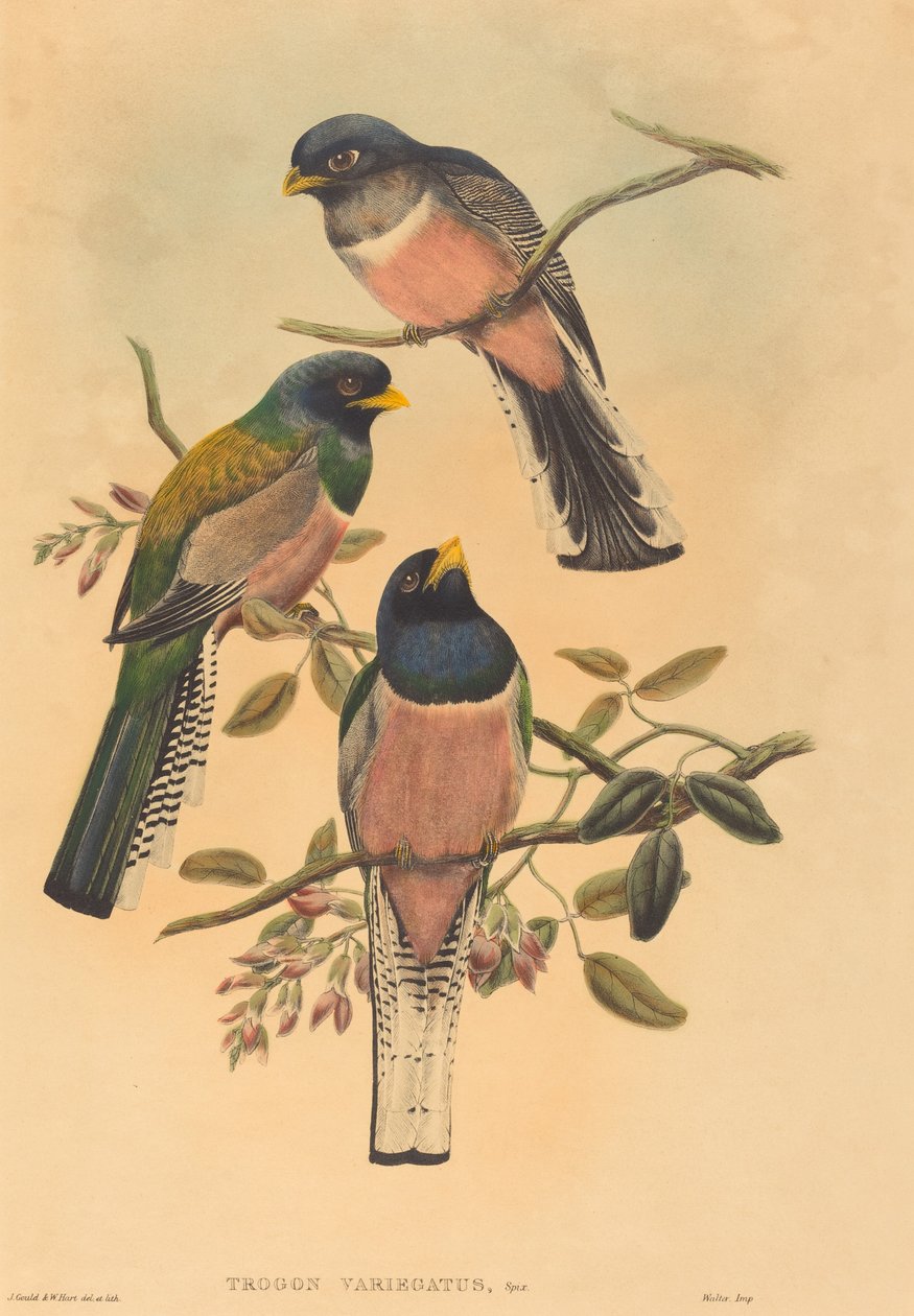 Trogan variegatus tekijältä John Gould and W. Hart