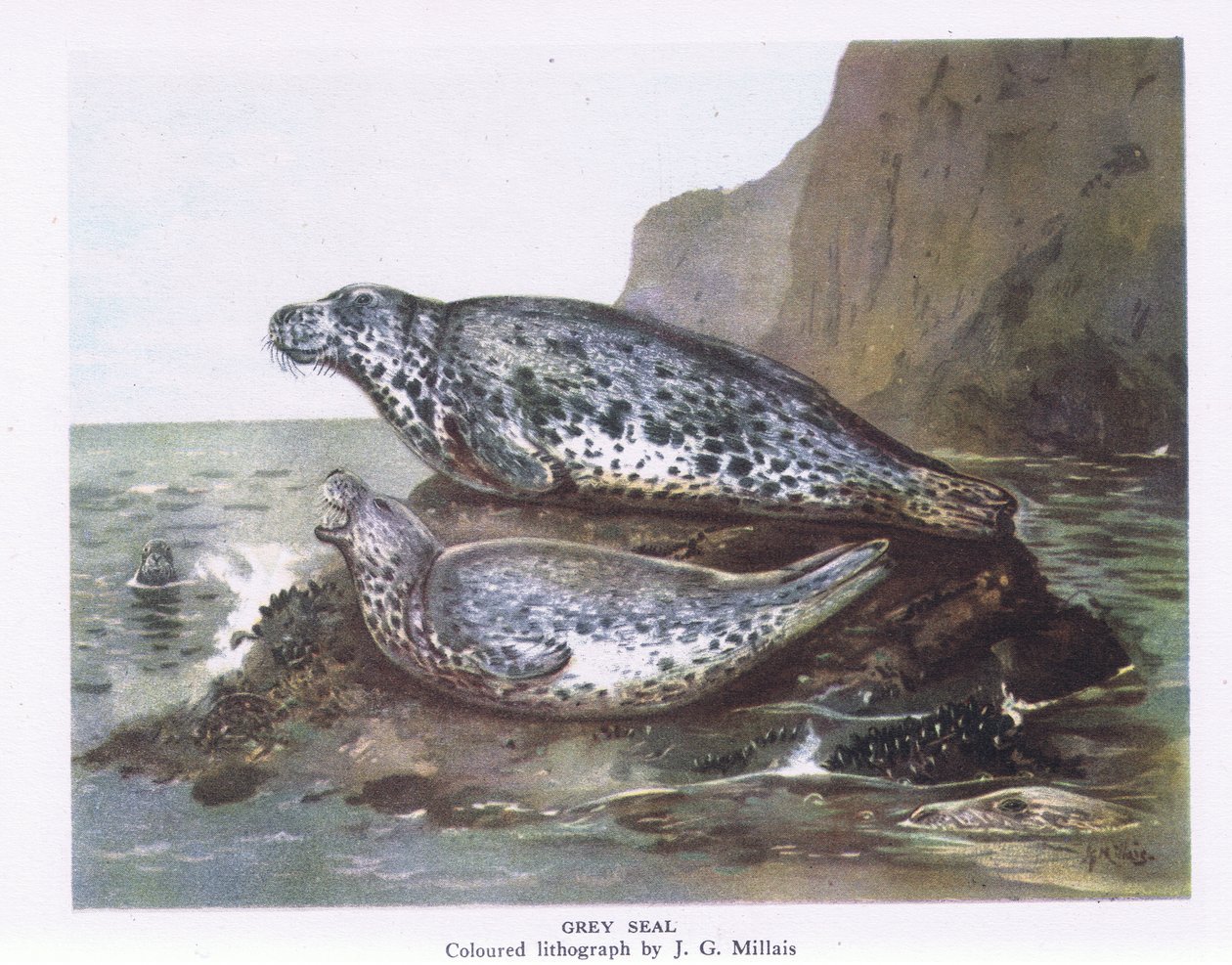 Harmaahylkeet, Nature in Britain julkaissut Collins, 1946. tekijältä John Guille Millais