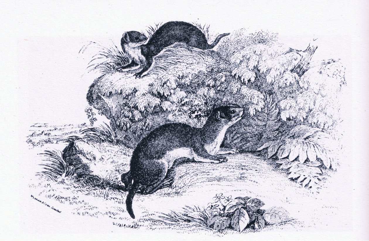 Collinsin julkaisema Studies of Badgers, Nature in Britain tekijältä John Guille Millais