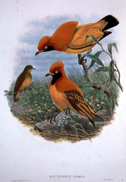Xanthomelus Aureus (väri lito) tekijältä John and Hart William Gould