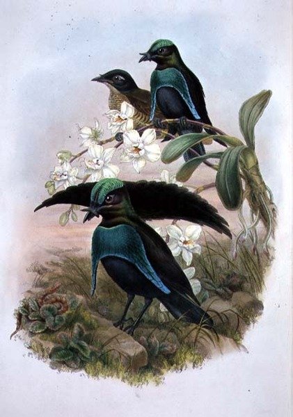 Lophornina - Loistava paratiisin lintu (väri litho) tekijältä John and Hart William (after) Gould
