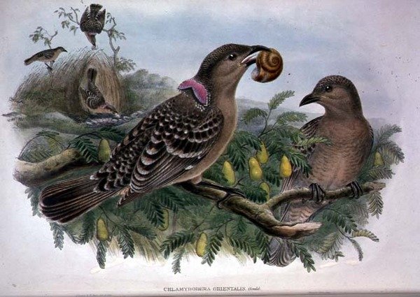 Chlamydera Orientalis (väri litho) tekijältä John and Hart William Gould
