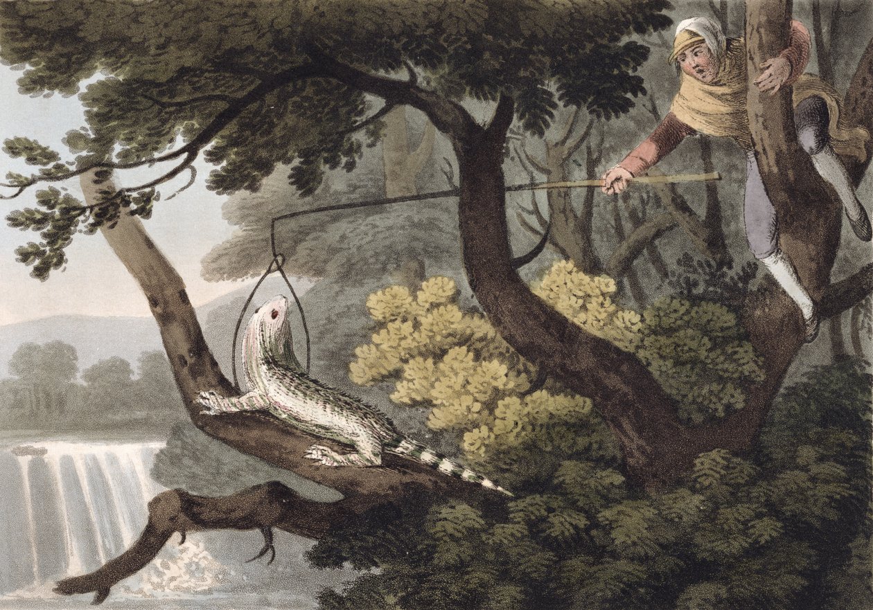 Meksikon Lizard Catcher, kaiverrus Matthew Dubourg (fl.1785-1820), julkaisija Edward Orme, 1813 tekijältä John Heaviside Clark