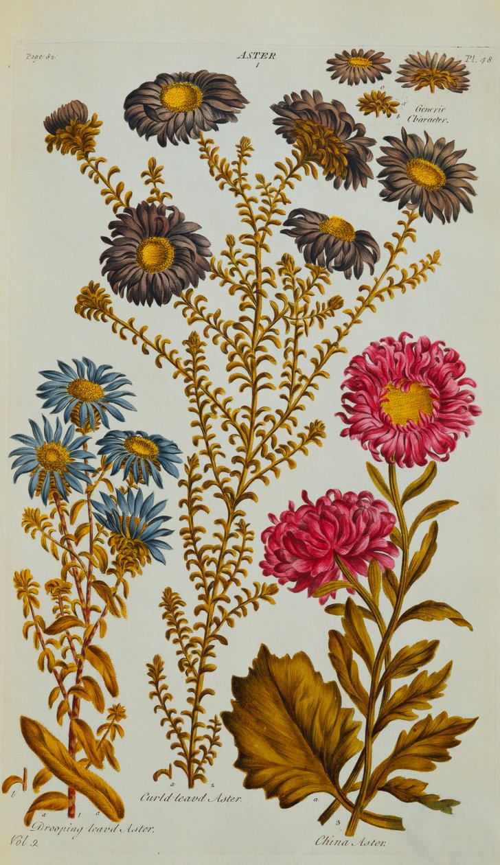 Aster, 1759-73 tekijältä John Hill