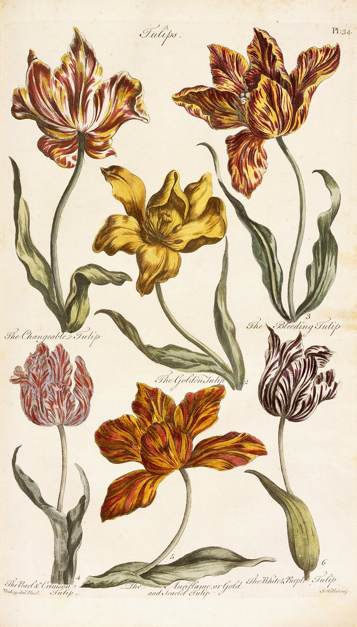 Tulppaanit, 1842 tekijältä John Hill