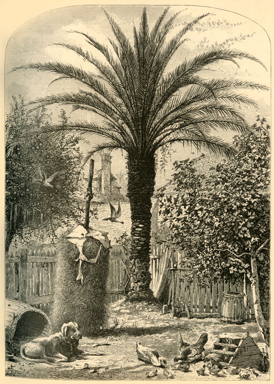 "Scene in St. Augustine - The Date Palm", 1872. tekijältä John J. Harley
