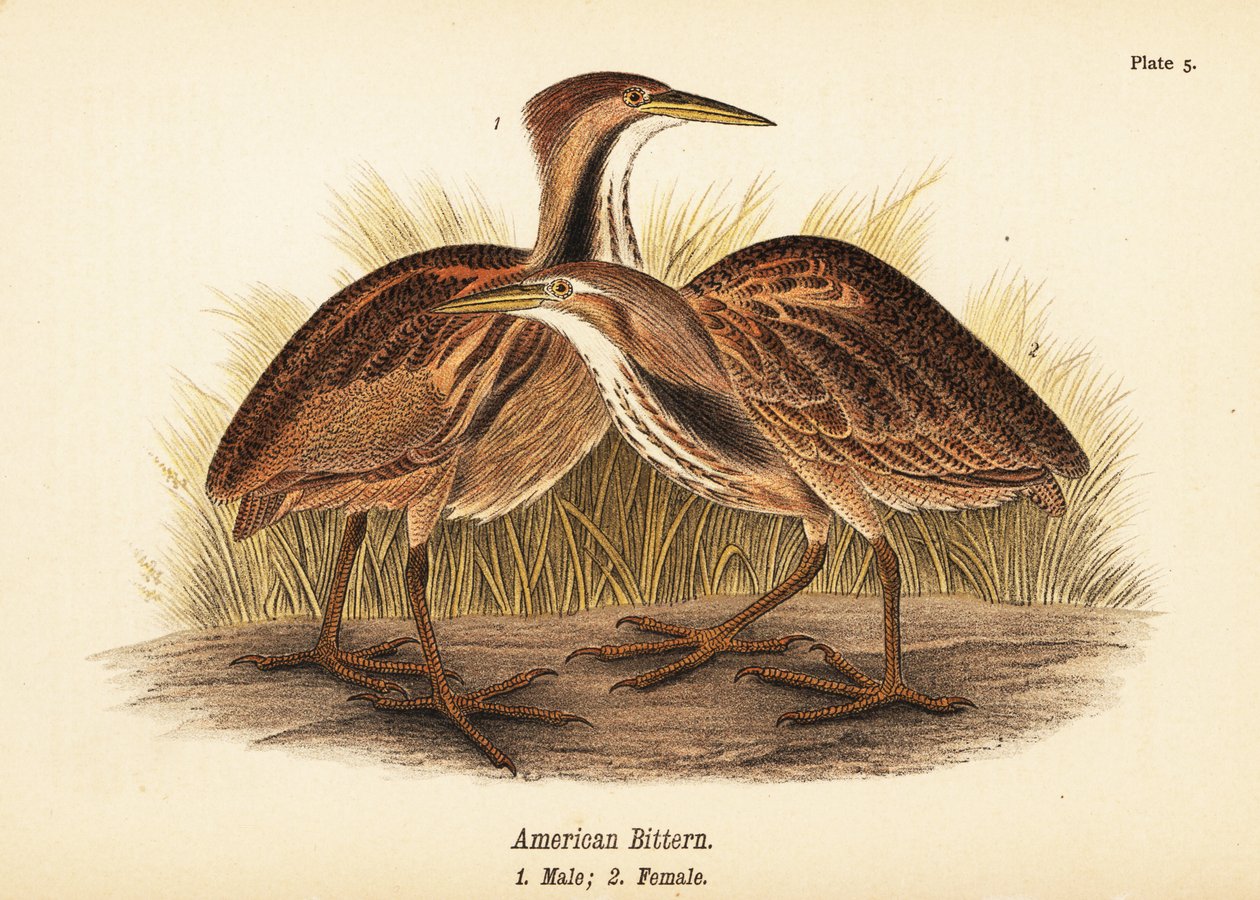 Amerikkalainen katkera, Botaurus lentiginosus, uros 1, narttu 2 tekijältä John James (after) Audubon