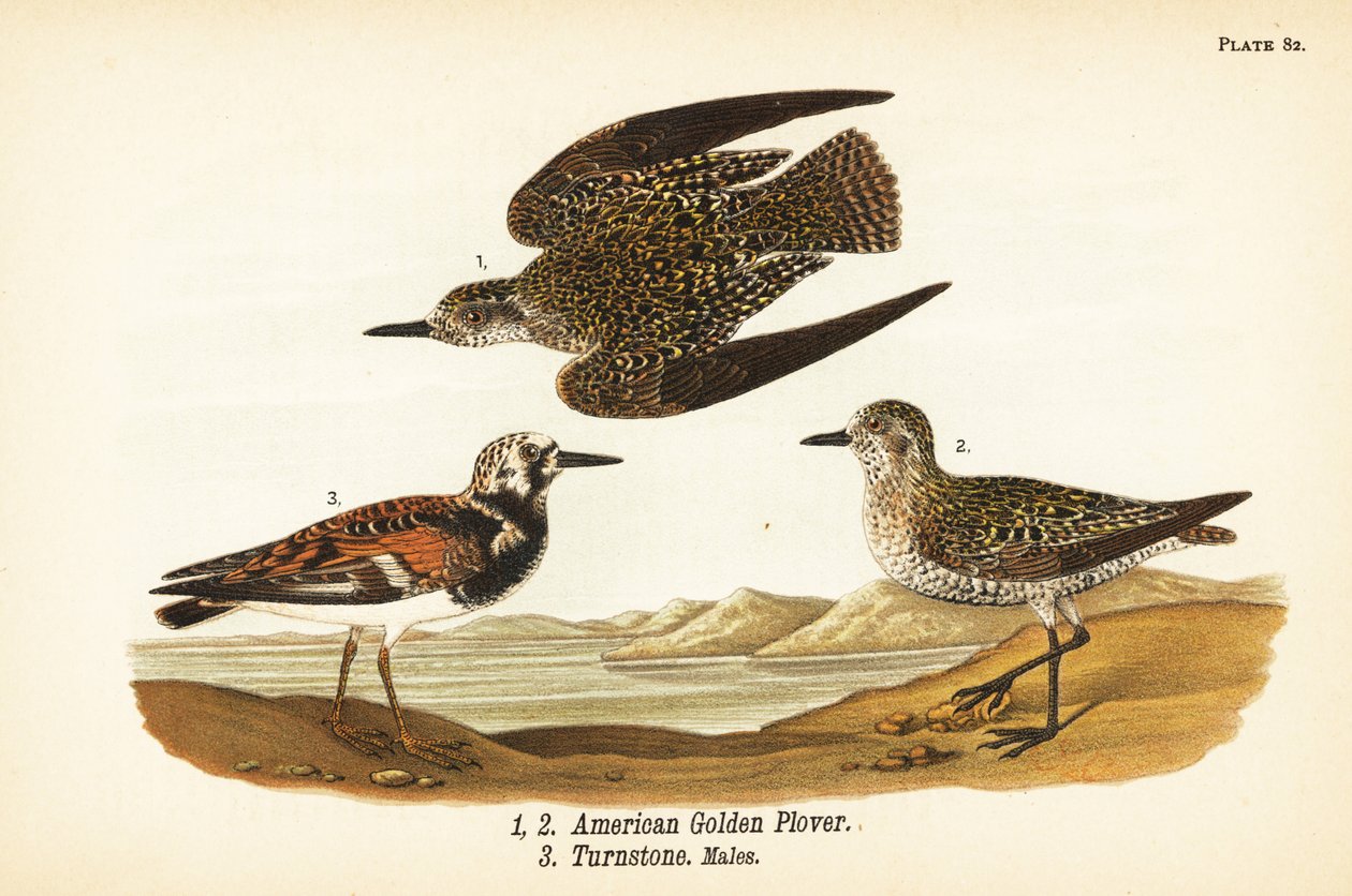 Amerikkalainen kultapiha, Pluvialis dominica 1,2 ja punertava turnstone, Arenaria interpres turnstone 3 tekijältä John James (after) Audubon