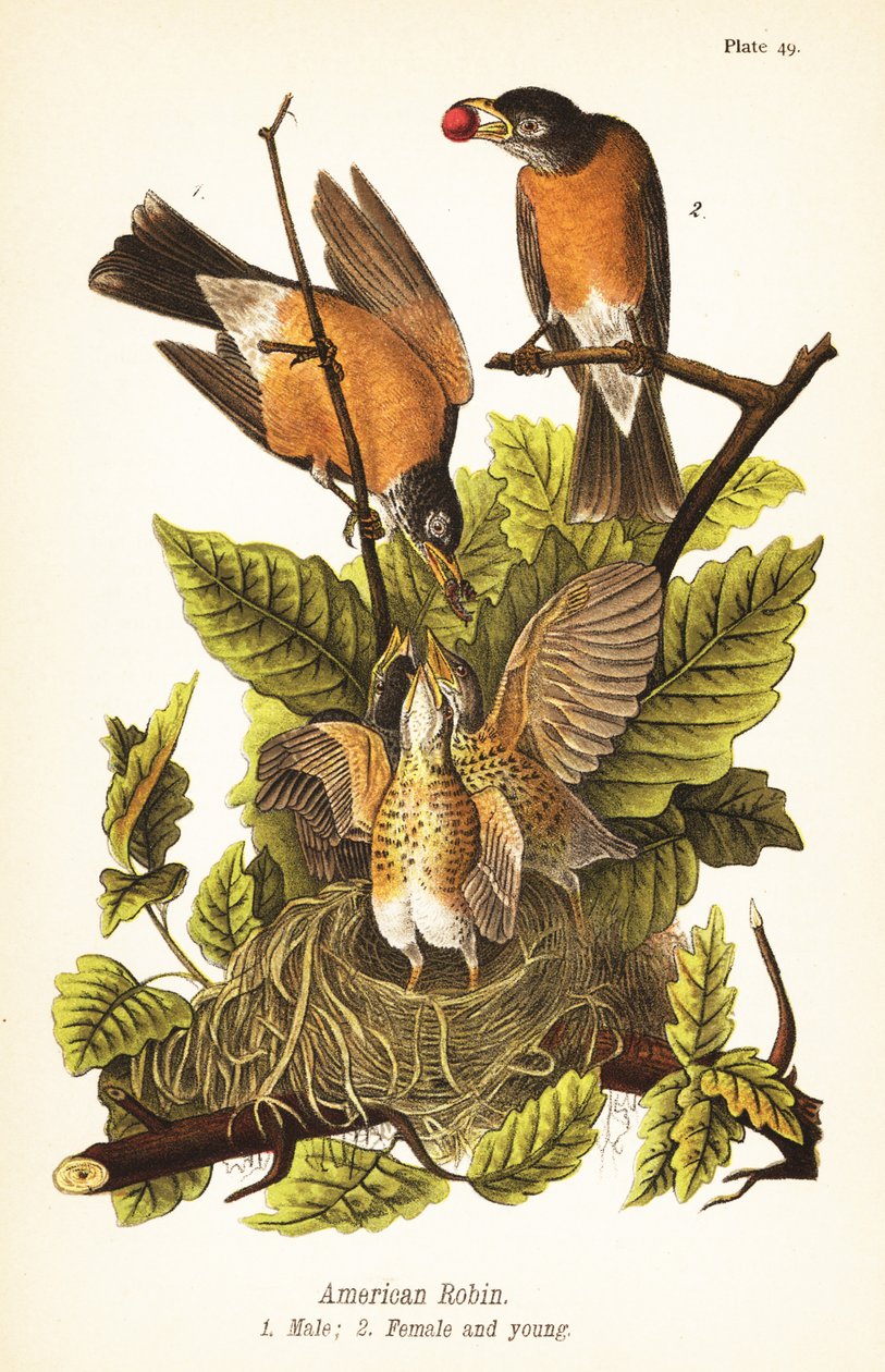 Amerikkalainen robin, Turdus migratorius, uros 1, naaras 2 ja poikaset pesässä tekijältä John James (after) Audubon