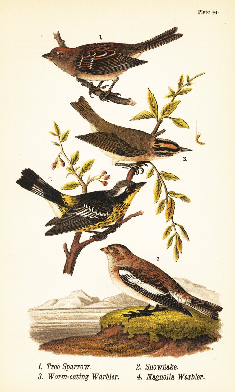 Amerikkalainen puuvarpunen, Spizelloides arborea 1, lumihiutale- tai lumisirkku, Plectrophenax nivalis 2, matosyöjäkärki, Helmitheros vermivorum 3 ja magnoliakirkko, Setophaga magnolia 4 tekijältä John James (after) Audubon