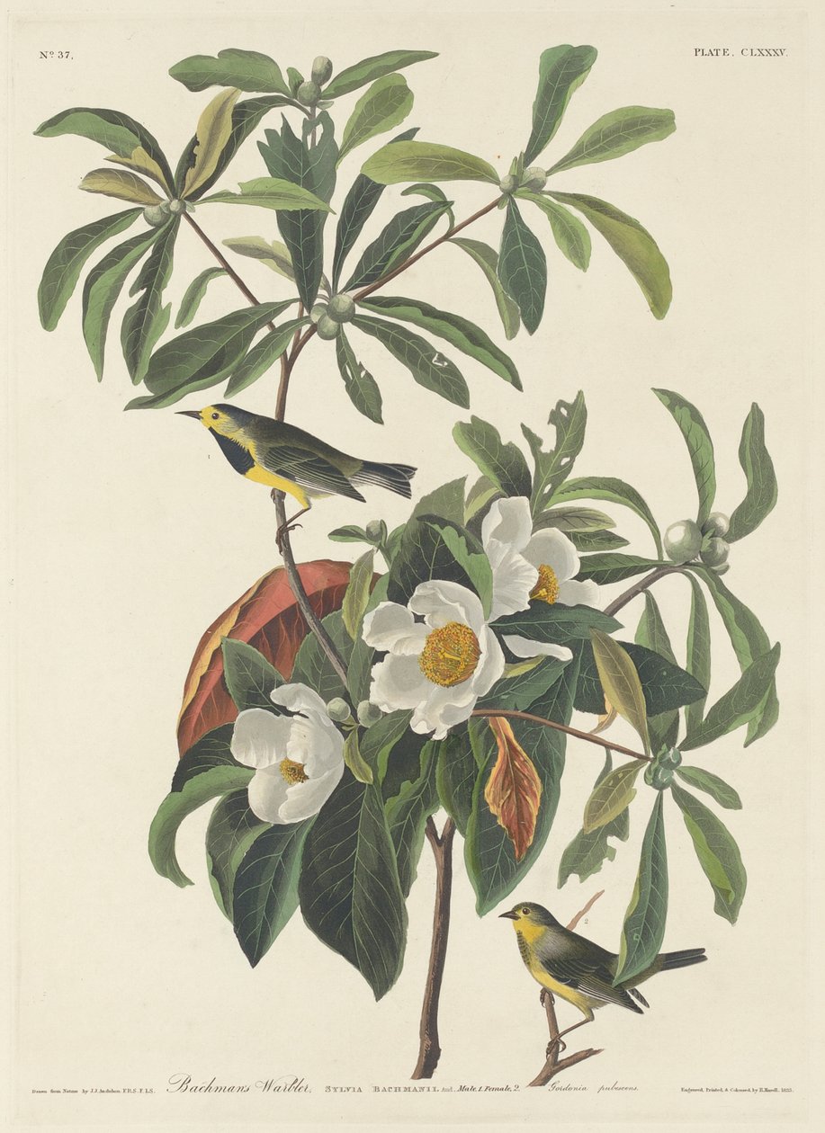 Kukat tekijältä John James (after) Audubon