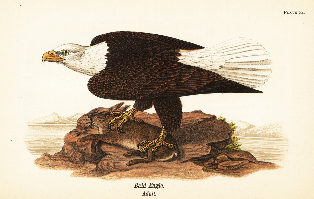 Kaljukotka, Haliaeetus leucocephalus, aikuinen kanin saalista tekijältä John James (after) Audubon