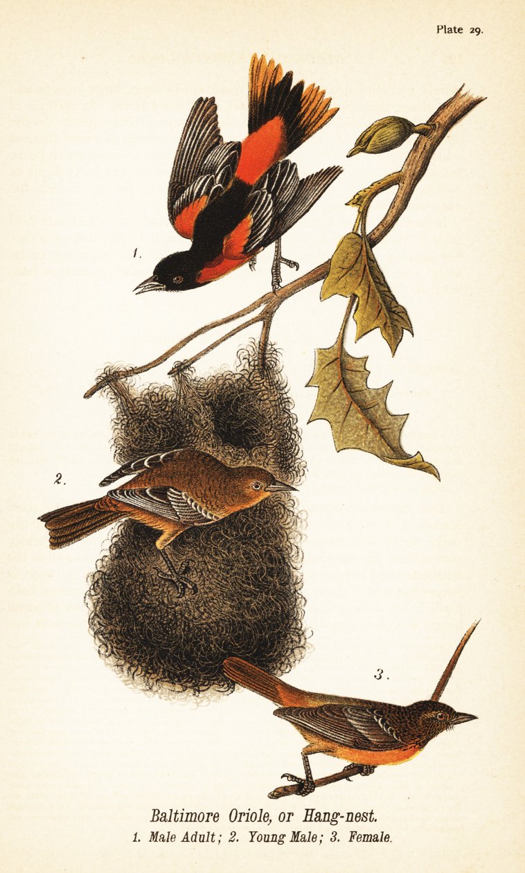 Baltimore oriole tai riippupesä, Icterus galbula tekijältä John James (after) Audubon