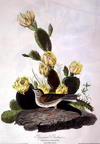 Bay-Winged Bunting, kirjasta "Birds of America", kaiverrus Robert Havell (1793-1878) 1830 (värillinen kaiverrus) tekijältä John James (after) Audubon