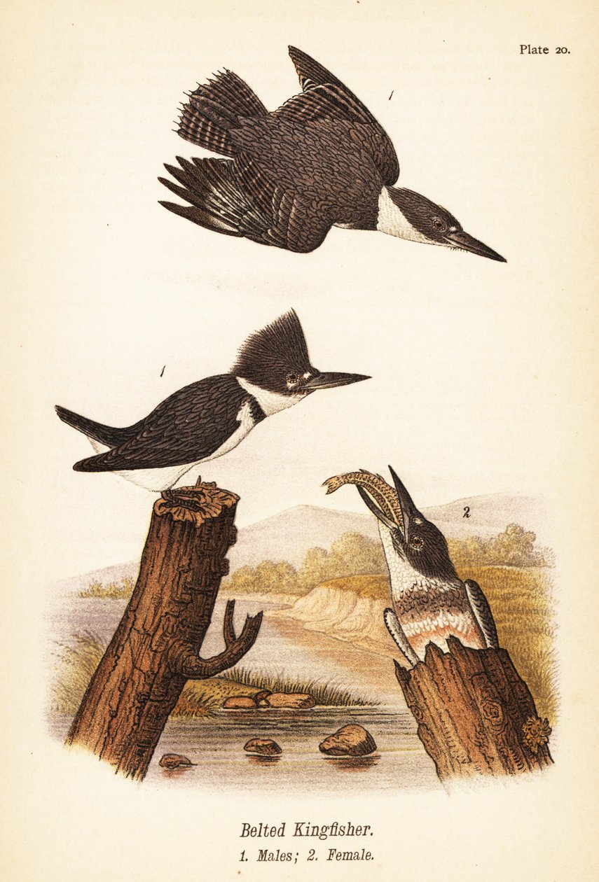 Kingfisher, Megaceryle alcyon, urokset 1, narttu 2 tekijältä John James (after) Audubon
