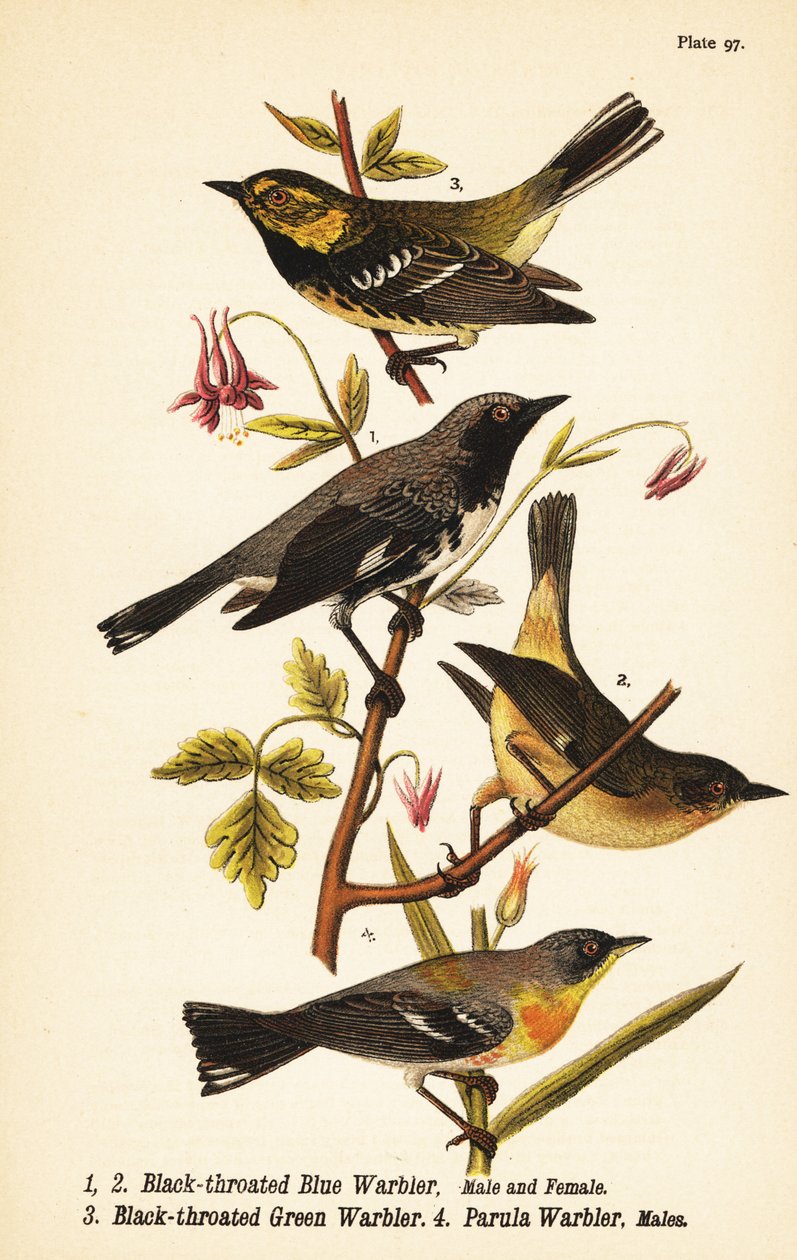 Mustakurkkukatta, Setophaga caerulescens 1,2, mustakurkkukatta, Setophaga virens 3 ja northern parula, Setophaga americana 4 tekijältä John James (after) Audubon