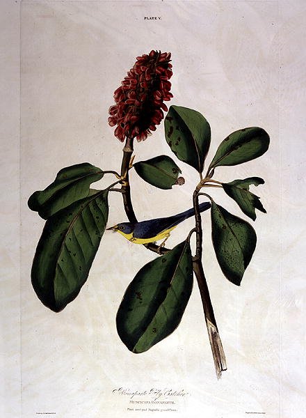 Bonaparte Fly Catcher, elokuvasta "Birds of America", kaiverrus William Home Lizars (1788-1859) (värillinen kaiverrus) tekijältä John James (after) Audubon