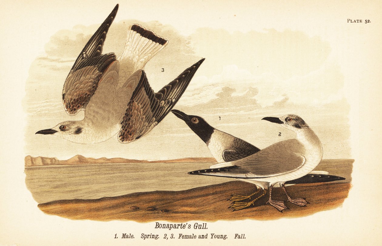 Bonaparten lokki, Chroicocephalus philadelphia, uros kevät 1, naaras 2 ja poikaset 3 syyshöyhenpuvussa tekijältä John James (after) Audubon