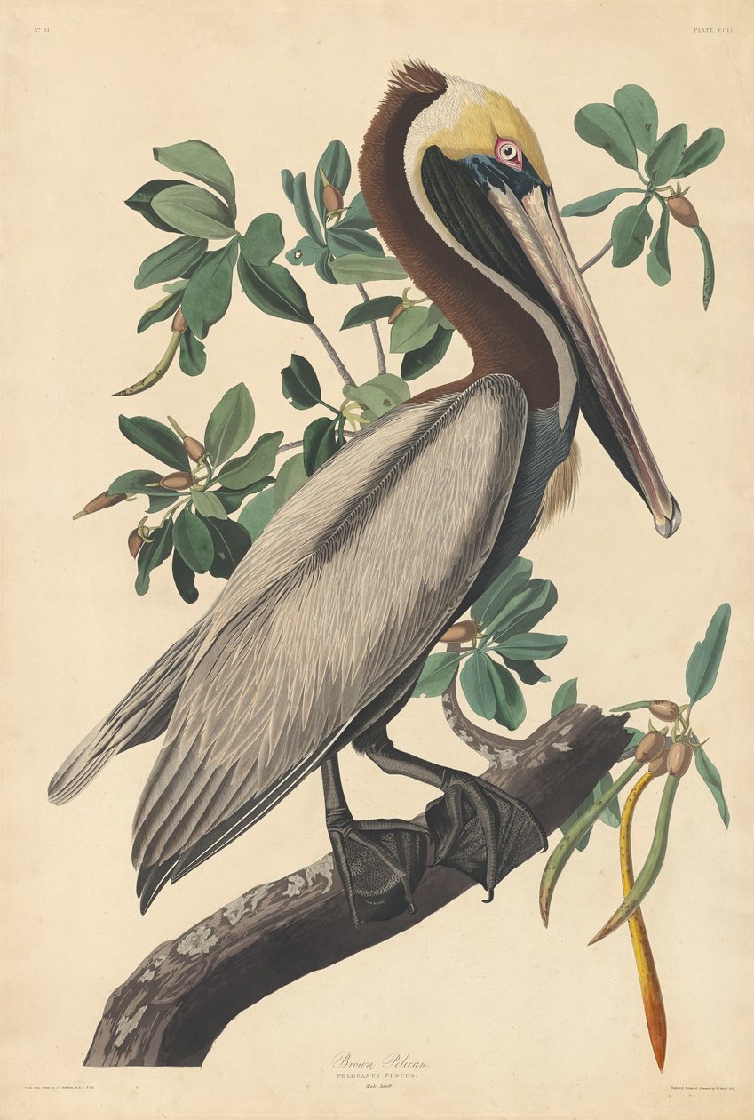 Ruskea Pelikaani tekijältä John James (after) Audubon