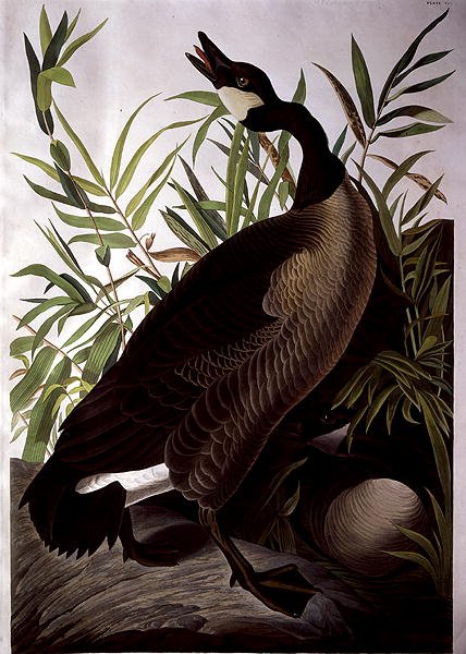 Canada Goose, "Birds of America" (värillinen kaiverrus) tekijältä John James (after) Audubon