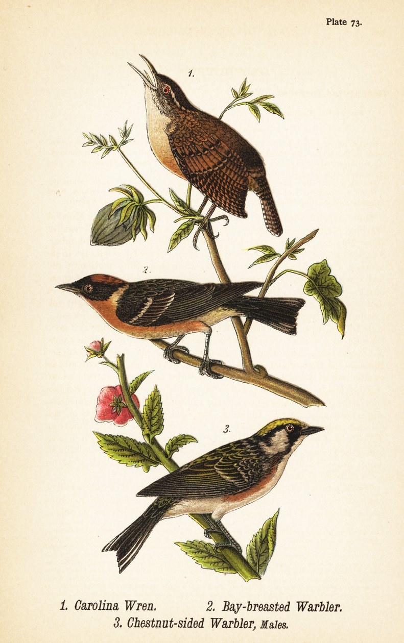 Carolina wren, Thryothorus ludovicianus 1, laakeritukka, Setophaga castanea 2, kastanjalapsikka, Setophaga pensylvanica 3 tekijältä John James (after) Audubon