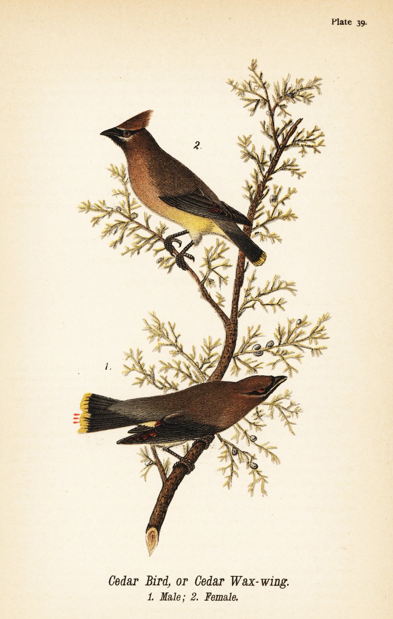 Setri vahasiipi, Bombycilla cedrorum Setrilintu tai setrivahasiipi, uros 1, naaras 2 tekijältä John James (after) Audubon
