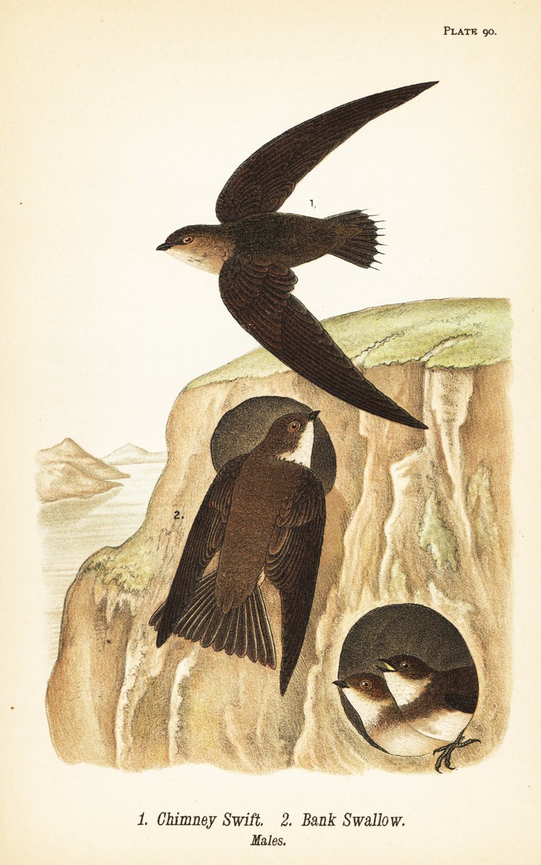 Savupiippu, Chaetura pelagica 1, rantapääsky, Riparia riparia 2, urokset tekijältä John James (after) Audubon
