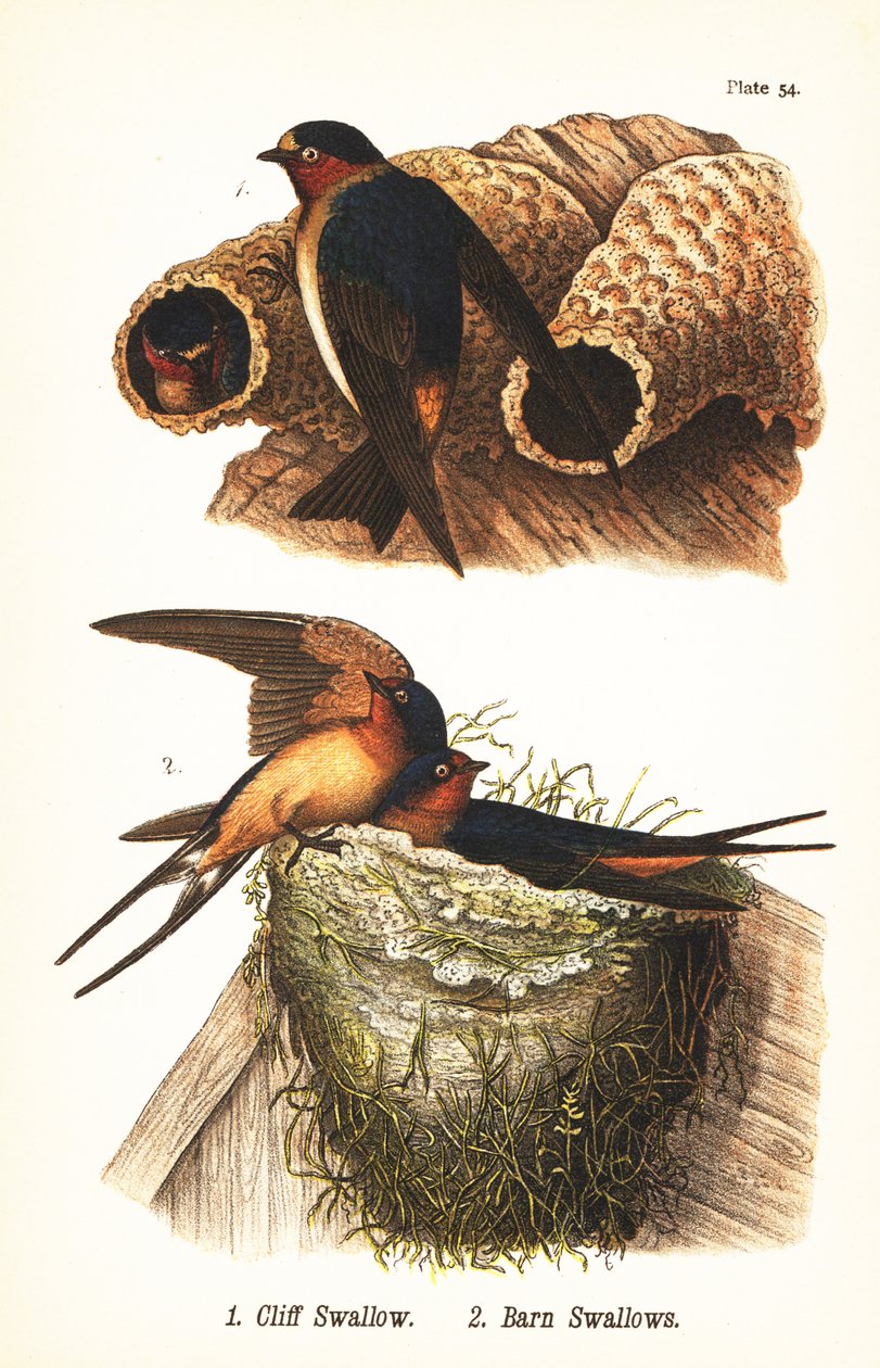 Pääskynen, Petrochelidon pyrrhonota 1, ja pääskys, Hirundo rustica 2 tekijältä John James (after) Audubon