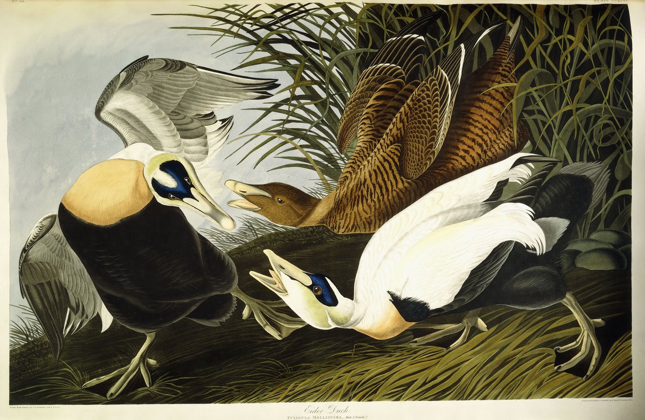 Haahka, uros ja naaras tekijältä John James (after) Audubon