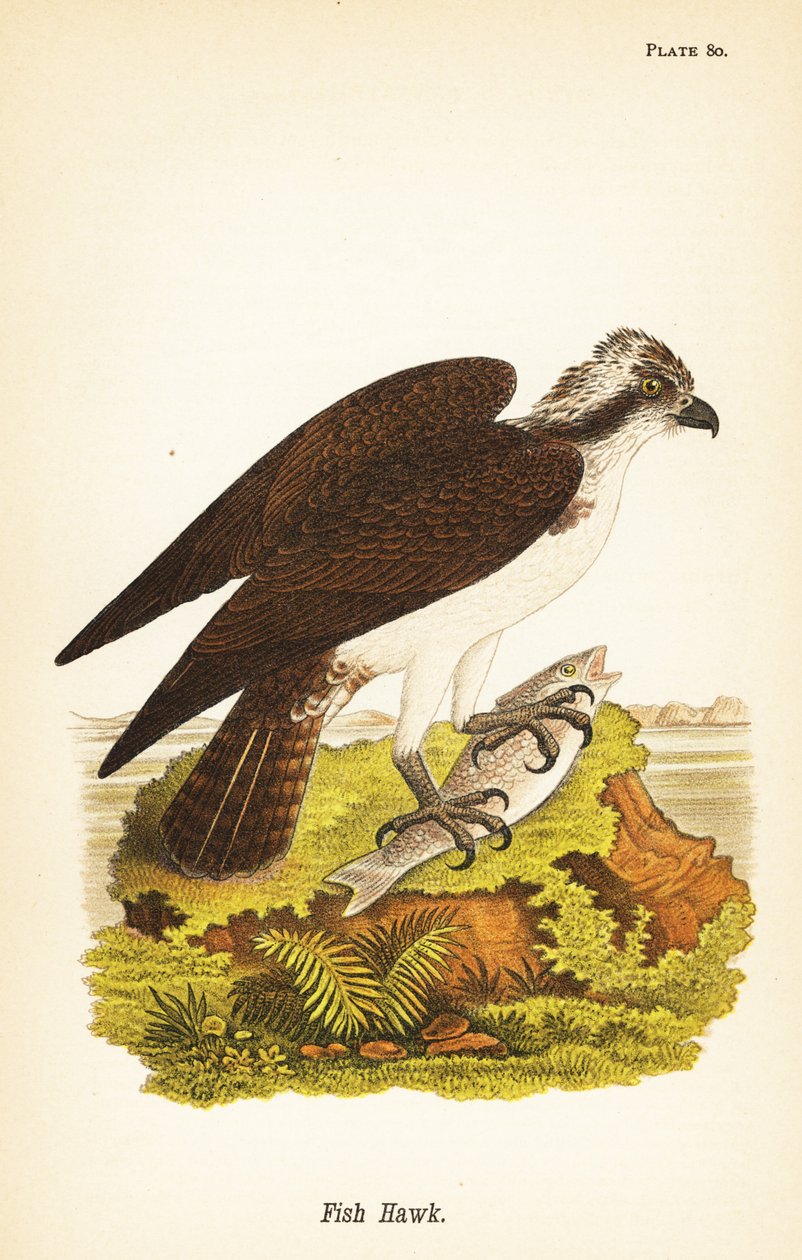 Kalasääski tai kalasääski, Pandion haliaetus tekijältä John James (after) Audubon