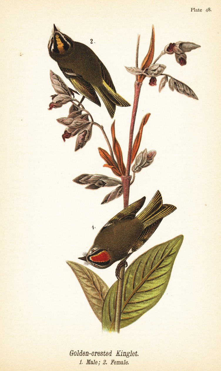 Kultakruunuinen kuningas, Regulus satrapa tekijältä John James (after) Audubon