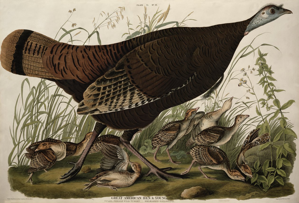 Great American Hen and Young, teoksesta "Birds of America" kaiverrus W. H. Lizars (1788-1859) ja värittänyt Robert Havell (1793-1878) (värillinen kaiverrus) tekijältä John James (after) Audubon