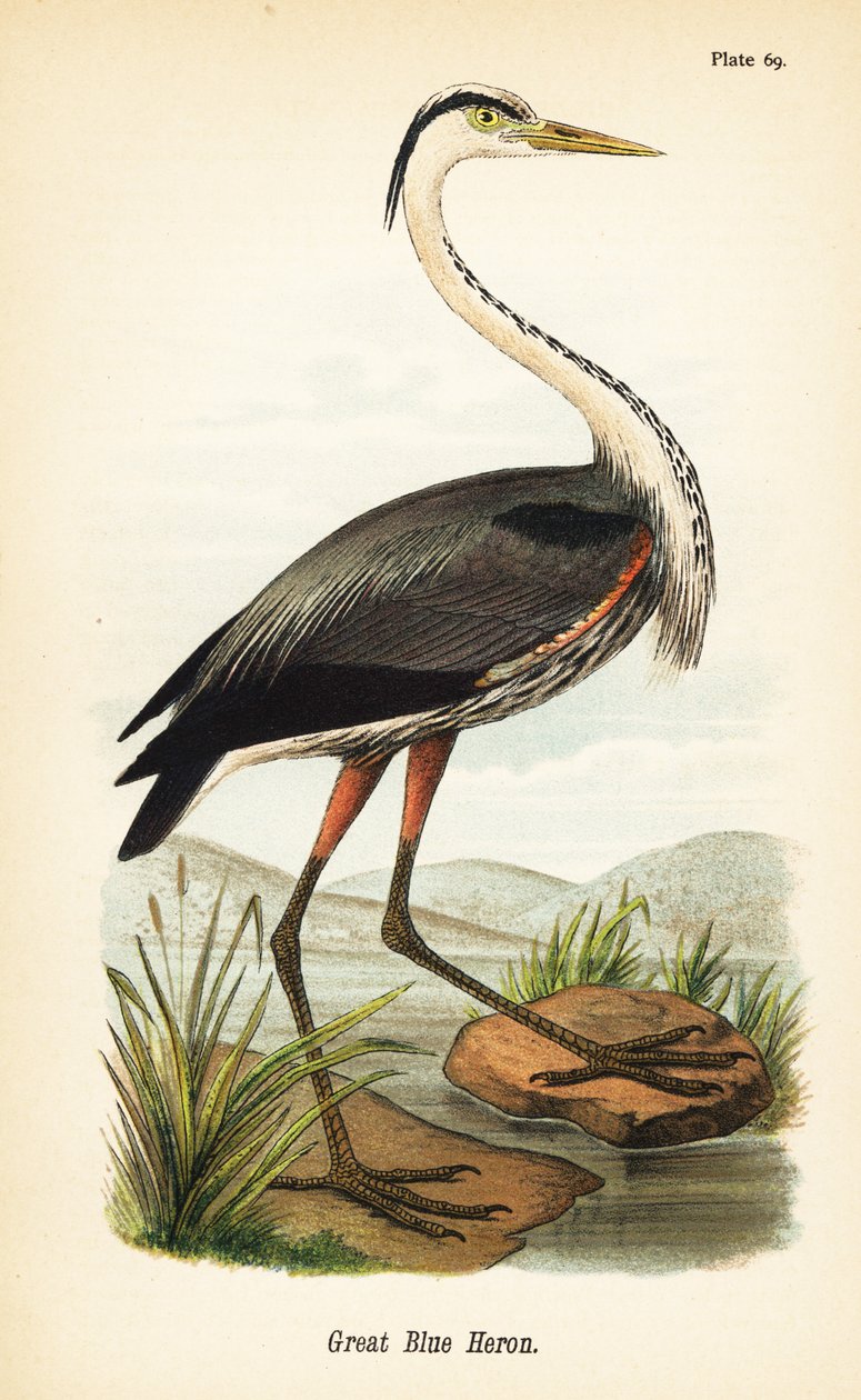 Suuri sininen haikara, Ardea herodias tekijältä John James (after) Audubon