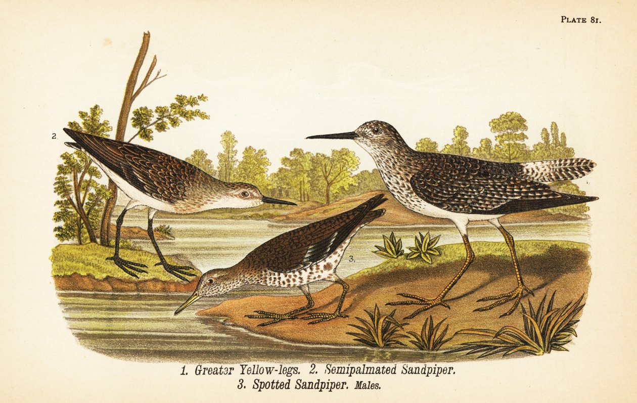 Keltakärki, Tringa melanoleuca 1, semipalmatoitu tuikku, Calidris pusilla 2 ja täpläkärki, Actitis macularius 3 tekijältä John James (after) Audubon