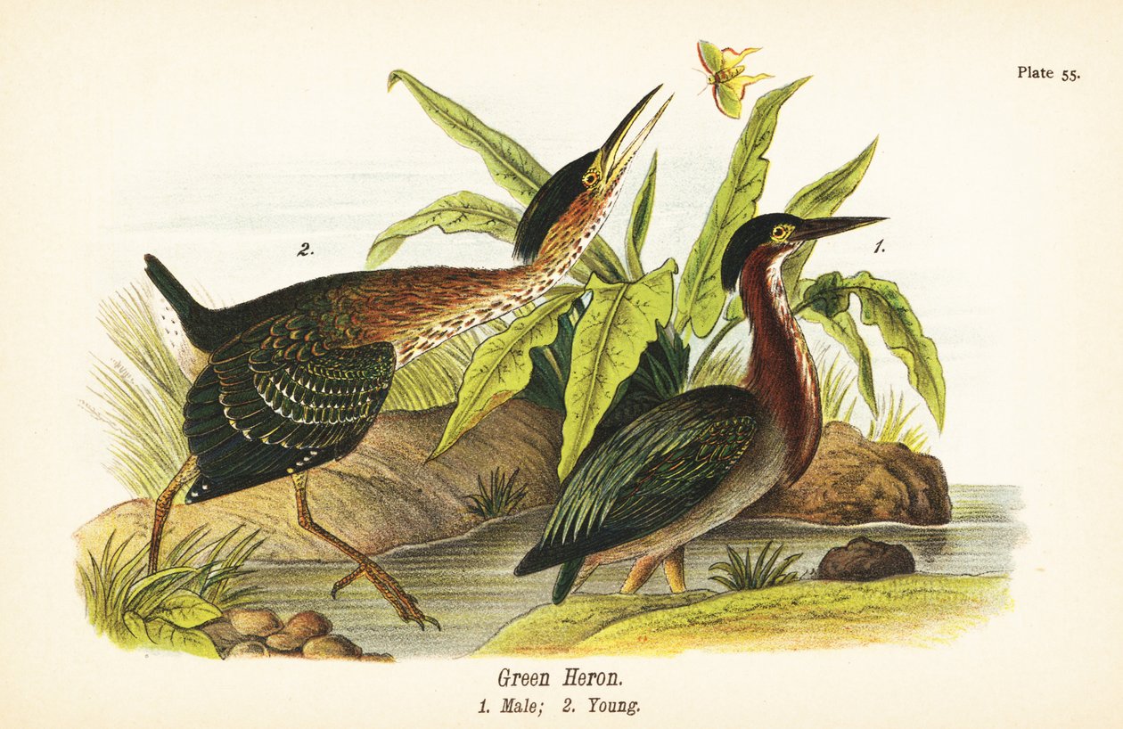 Vihreä haikara, Butorides virescens, uros 1, nuori 2 tekijältä John James (after) Audubon
