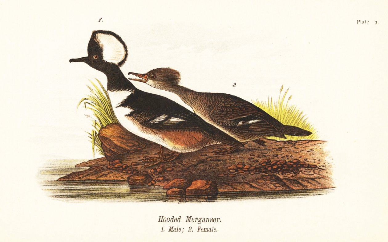 Huppari, Lophodytes cucullatus, uros 1, naaras 2 tekijältä John James (after) Audubon