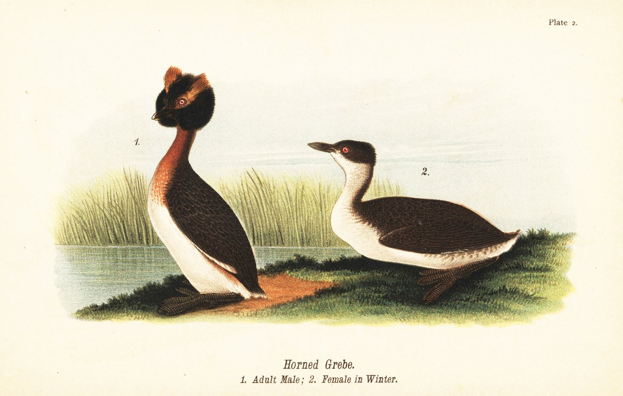 Sarvikurkku, Podiceps auritus, aikuinen uros 1 ja naaras talvihöyhenpuvussa tekijältä John James (after) Audubon