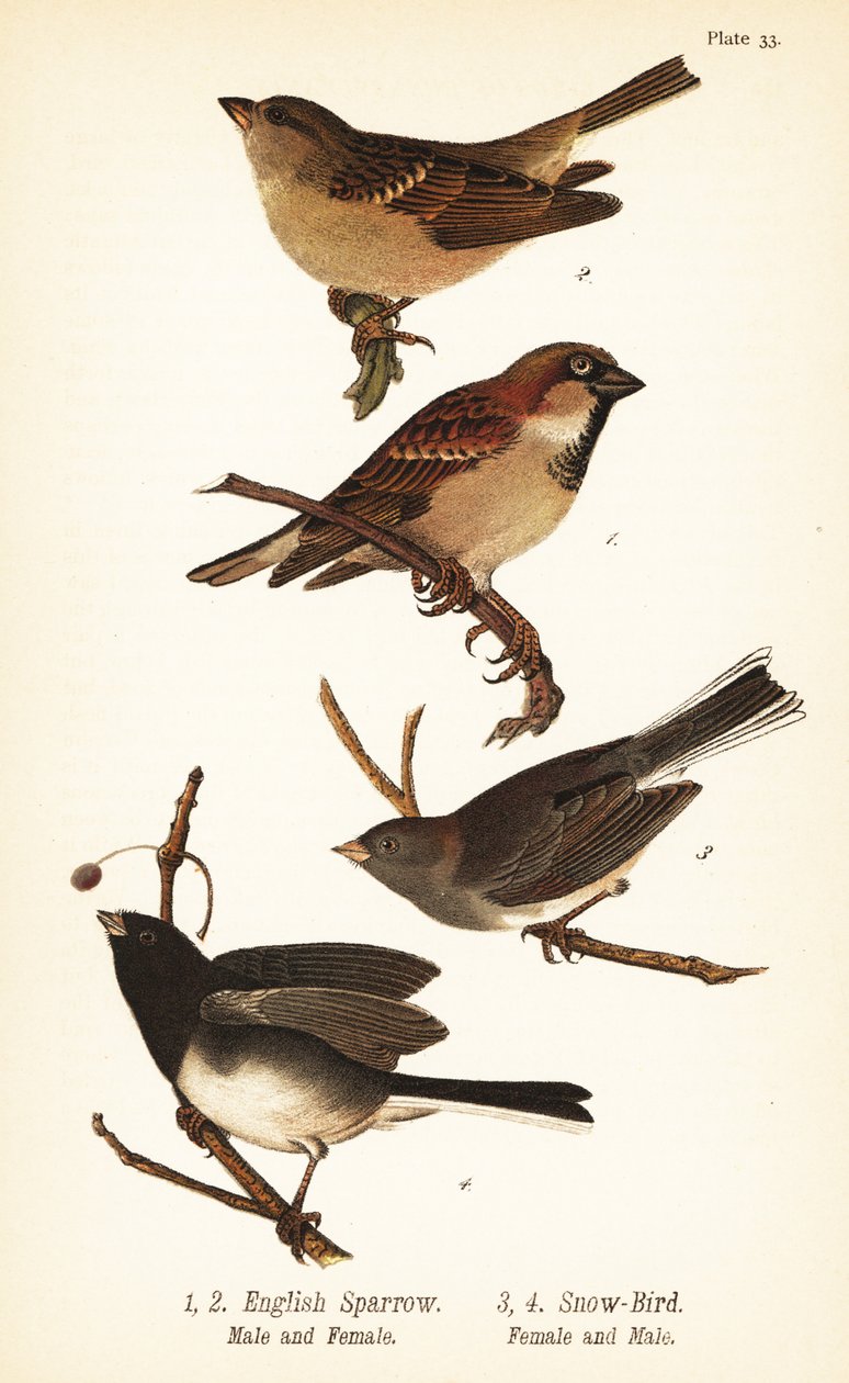 Varpunen, Passer domesticus ja tummasilmäinen junco, Junco hyemalis tekijältä John James (after) Audubon