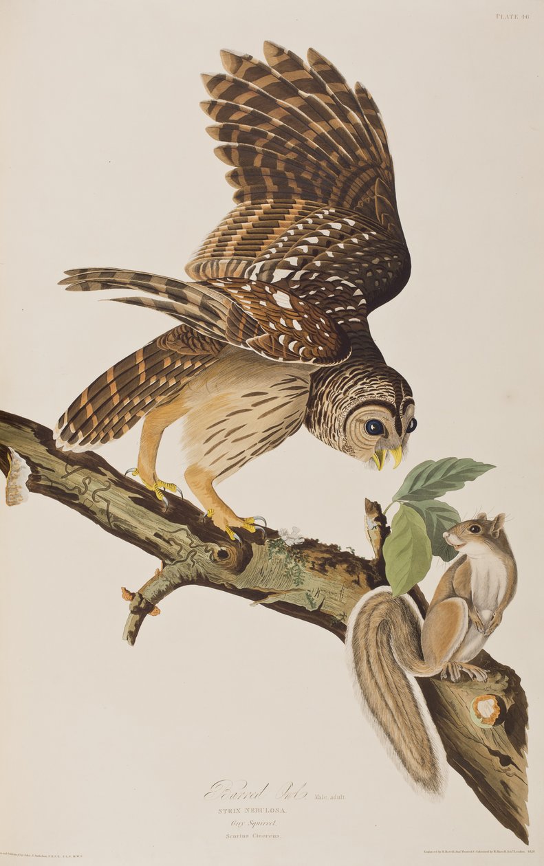 Kuvitus John James Audubonin teoksesta "Birds of America". tekijältä John James (after) Audubon