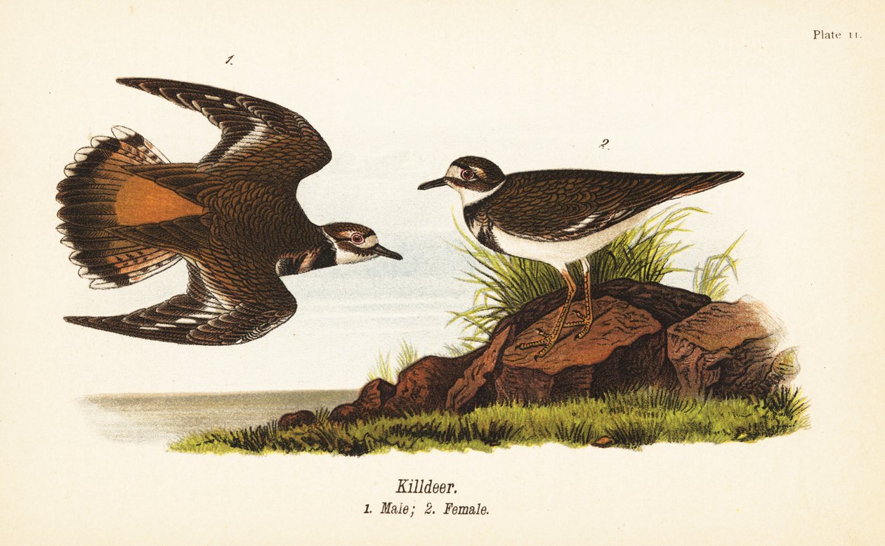Tappopeura, Charadrius vociferus, uros 1, narttu 2 tekijältä John James (after) Audubon