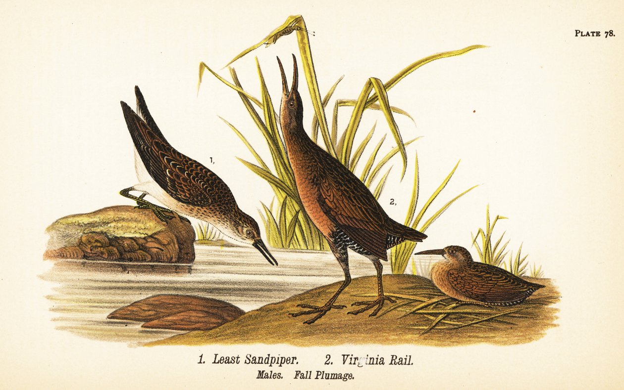Least sandpiper, Calidris minutilla 1 ja Virginia rail, Rallus limicola 2 tekijältä John James (after) Audubon