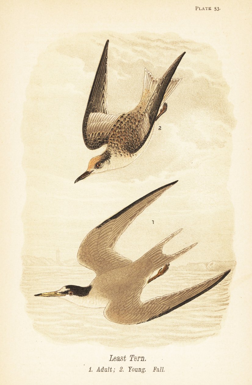 Pienitiira, Sternula antillarum, aikuinen 1, nuori, varjohöyhenpeite 2 tekijältä John James (after) Audubon