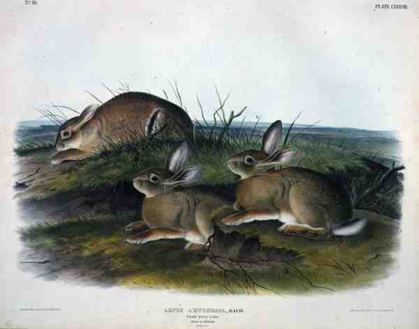 Lepus Artemesia (Worm Wood Hare), levy 88 teoksesta "Quadrupeds of North America", kaiverrettu John T. Bowen (1801-1856). tekijältä John James (after) Audubon