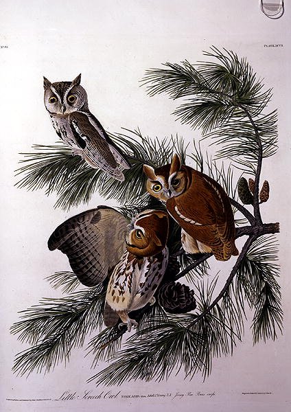 Little Screech Owl, elokuvasta "Birds of America", kaiverrus Robert Havell (1793-1878) (värinen kaiverrus) tekijältä John James (after) Audubon
