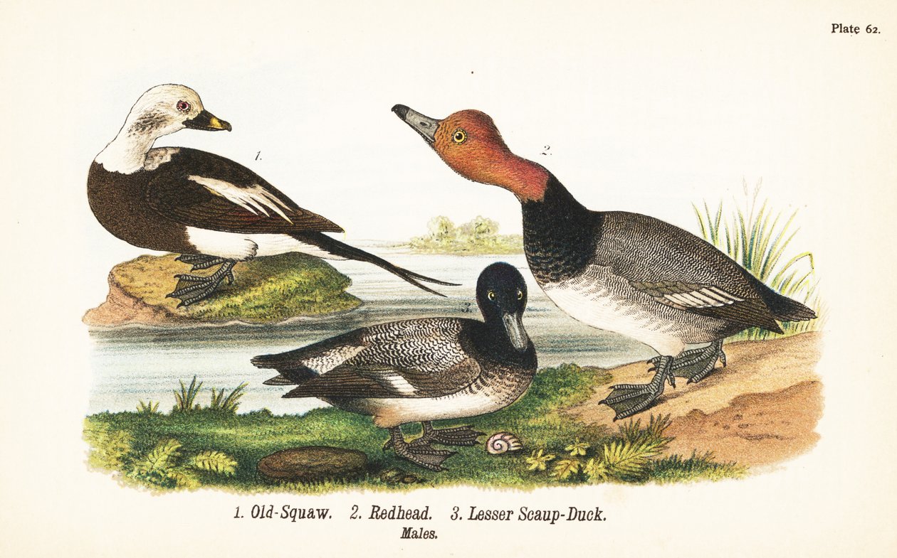 Pitkähäntäsorsa, Clangula hyemalis 1, punapää, Aythya americana 2 ja pikkulapa, Aythya affinis 3 tekijältä John James (after) Audubon