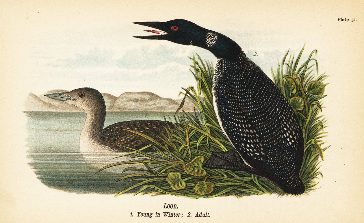 Loon, Gavia immer, nuori talvella 1, aikuinen 2 tekijältä John James (after) Audubon