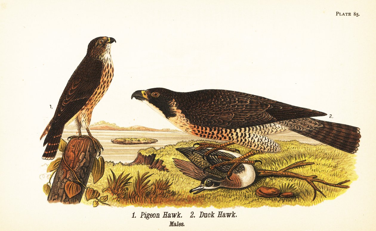 Merlin, Falco columbarius 1 ja muuttohaukka ankan kanssa, Falco peregrinus 2 tekijältä John James (after) Audubon
