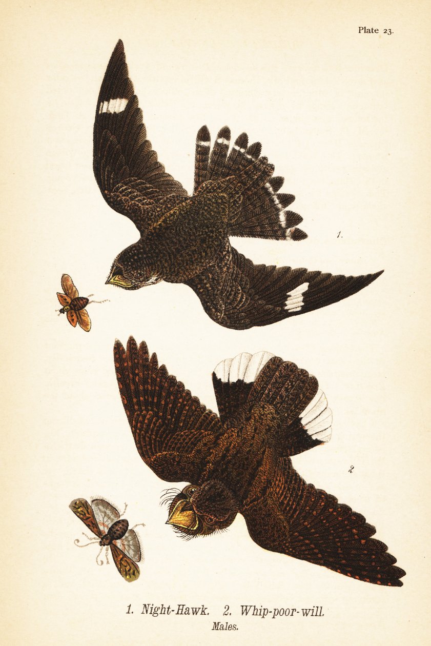 Yöhaukka, Chordiles molli 1 ja itäinen ruoskaköyhä-tahto, Antrostomus vociferus, ruoskaköyhä-tahto 2, urokset tekijältä John James (after) Audubon